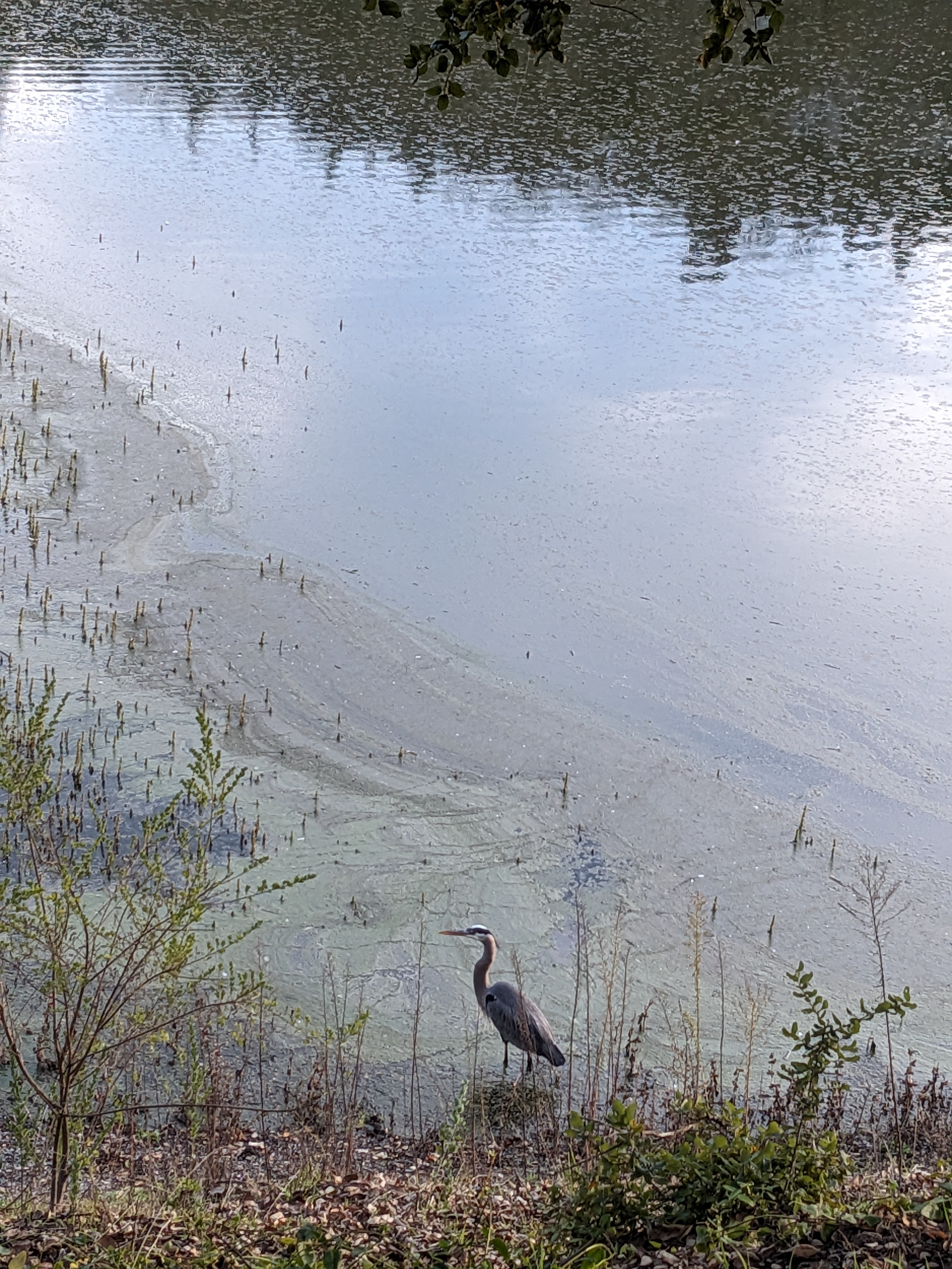 Heron